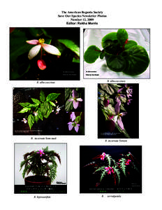 The American Begonia Society Save Our Species Newsletter Photos Number 12, 2009 Editor: Rekha Morris  B. albo-coccinea