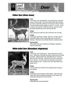 Fauna of Ireland / White-tailed deer / Antler / Rut / Water deer / Roe deer / Fauna of Europe / Zoology / Deer