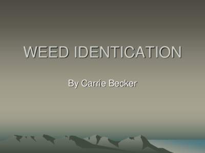 WEED IDENTICATION By Carrie Becker Black Henbane Black henbane is poisonous to both humans and livestock.