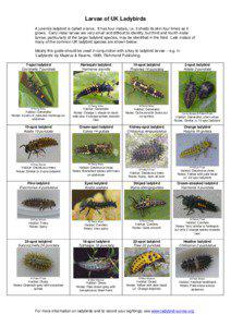 Larvae of UK Ladybirds A juvenile ladybird is called a larva. It has four instars, i.e. it sheds its skin four times as it grows. Early instar larvae are very small and difficult to identify, but third and fourth instar