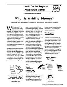 Myxozoa / Myxobolus cerebralis / Aquaculture / Fish diseases and parasites / Salmon / Rainbow trout / Tubifex / Fish farming / Salmonid susceptibility to whirling disease / Fish / Fish diseases / Veterinary parasitology