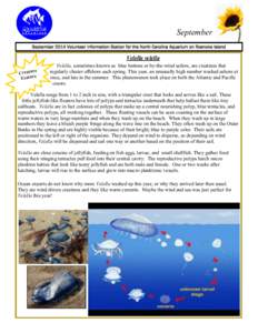 September September 2014 Volunteer Information Station for the North Carolina Aquarium on Roanoke Island Velella velella e Creatur