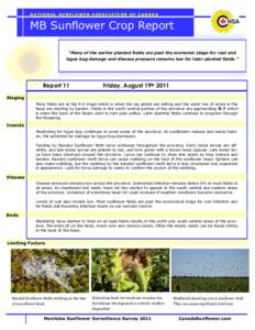 NATIONAL SUNFLOWER ASSOCIATION OF CANADA  MB Sunflower Crop Report “Many of the earlier planted fields are past the economic stage for rust and lygus bug damage and disease pressure remains low for later planted fields