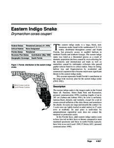 Eastern Indigo Snake Drymarchon corais couperi T  he eastern indigo snake is a large, black, nonvenomous snake found in the southeastern U.S. It is