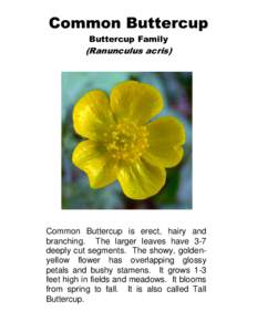 Common Buttercup Buttercup Family (Ranunculus acris)  Common Buttercup is erect, hairy and