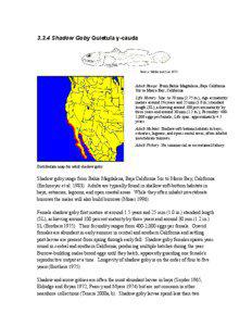 Goby / Estero Bay / Tidewater goby / Gobiinae / Fish / Symbiosis / Gobioidei