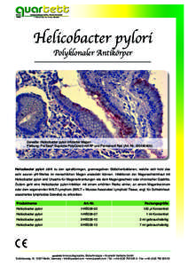 Helicobacter pylori Polyklonaler Antikörper 