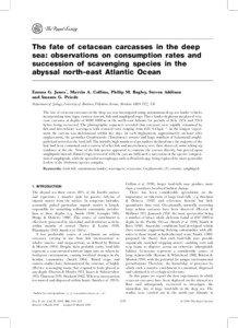 The fate of cetacean carcasses in the deep sea: observations on consumption rates and succession of scavenging species in the