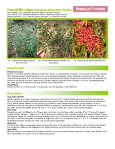Taxonomy / Medicinal plants / Bamboo / Plant reproduction / Domestica / Berberidaceae / Poaceae / Seed / Fruit / Plant taxonomy / Botany / Nandina