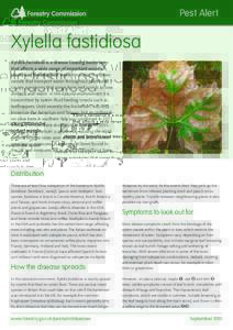 Botany / Biology / Microbiology / Xanthomonadales / Xylella fastidiosa / Leaf scorch / Dutch elm disease / Scorch / Wilting / Tree / Bacterial leaf scorch