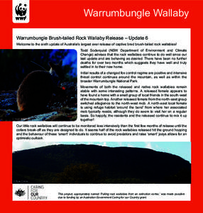 Rock-wallaby / Brush-tailed rock-wallaby / Black-flanked rock-wallaby / Mammals of Australia / Macropods / Wallaby