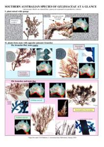 Microsoft Word - SOUTHERN AUSTRALIAN SPECIES OF Gelidiaceae AT A GLANCE.doc