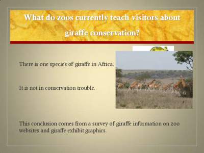 What do zoos currently teach visitors about giraffe conservation? There is one species of giraffe in Africa.  It is not in conservation trouble.