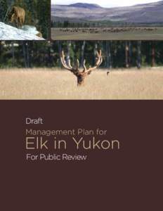 Draft  Management Plan for Elk in Yukon For Public Review