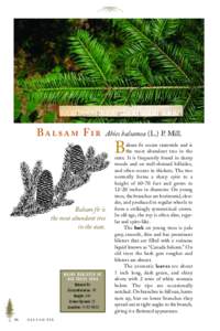 B     F   Abies balsamea (L.) P. Mill. B