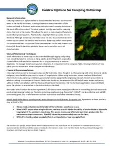 Control Options for Creeping Buttercup General Information Creeping buttercup is a plant native to Eurasia that has become a troublesome weed in the Pacific Northwest. Although there are several members of the buttercup 