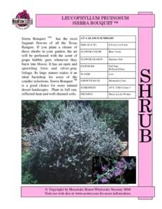 LEUCOPHYLLUM PRUINOSUM SIERRA BOUQUET ™ Sierra Bouquet TM has the most fragrant flowers of all the Texas Rangers. If you plant a cluster of