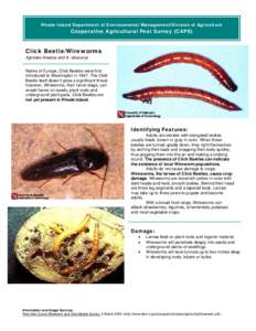 Rhode Island Department of Environmental Management/Division of Agriculture  Cooperative Agricultural Pest Survey (CAPS) Click Beetle/Wireworms Agriotes lineatus and A. obscurus