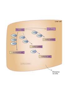 Liver cell  Caffeine Theophylline CYP1A2