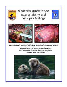 A pictorial guide to sea otter anatomy and necropsy findings A . V. P. S.