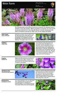 Biology / Astilbe / Nepeta / Geranium / Alcea / Clematis / Heucherella / Flowers / Botany / Agriculture