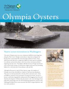 Olympia Oysters  The Nature Conservancy in Washington Native oyster restoration in Washington The native Olympia oyster was once a dominant shellfish in most large bays