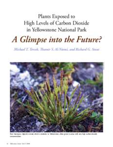 Plants Exposed to High Levels of Carbon Dioxide in Yellowstone National Park A Glimpse into the Future? Michael T. Tercek, Thamir S. Al-Niemi, and Richard G. Stout