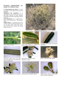 Plant morphology / Leaf / Photosynthesis / Plant physiology / Tomentose / Plant anatomy / Biology / Botany