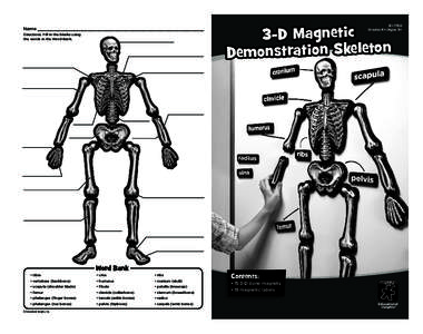 Osteology / Bone / Skeleton / Clavicle / Human skull / Anatomy / Skeletal system / Human body