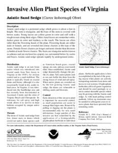 Invasive Alien Plant Species of Virginia Asiatic Sand Sedge (Carex kobomugi) Ohwi __________________________________________________________________________________________ Description Asiatic sand sedge is a perennial s