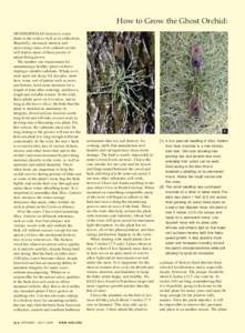 How to Grow the Ghost Orchid: DENDROPHYLAX lindenii is a rare plant in the wild as well as in collections.