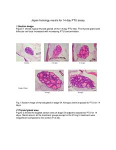 Draft Report of the Validation of the Amphibian Metamorphosis Assay for the Detection of Thyroid Active Substances: Phase 1 - Optimisation of the Test Protocol - Japan Histology Results for 14-day PTU Assay