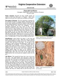 Emerald Ash Borer  Coleoptera: Buprestidae, Agrilus planipennis Fairmaire by Eric R. Day Plants Attacked: Emerald ash borer (EAB) attacks all species of ash trees that grow in Virginia. Only Asian