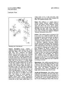 Nutrition / Lycium pallidum / Boxthorn / Wolfberry / Solanaceae / Lycium andersonii / Lycium / Medicinal plants / Food and drink