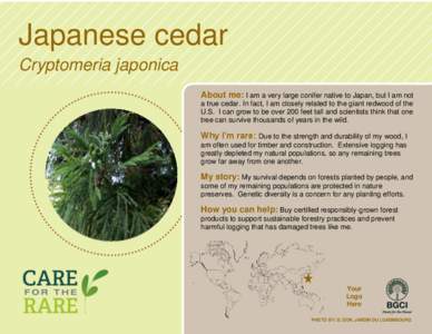 Japanese cedar Cryptomeria japonica About me: I am a very large conifer native to Japan, but I am not a true cedar. In fact, I am closely related to the giant redwood of the U.S. I can grow to be over 200 feet tall and s