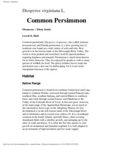 Diospyros virginiana L  Diospyros virginiana L. Common Persimmon Ebenaceae -- Ebony family