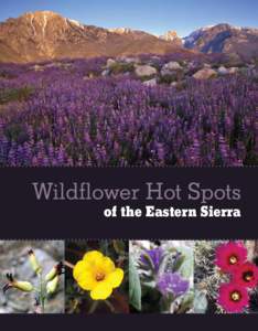 Wildflower Hot Spots  of the Eastern Sierra Welcome to the Eastern Sierra… THE EASTERN SIERRA truly is a land of superlatives: