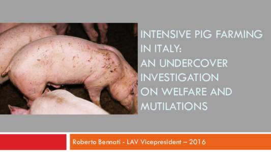 INTENSIVE PIG FARMING IN ITALY: AN UNDERCOVER INVESTIGATION ON WELFARE AND MUTILATIONS