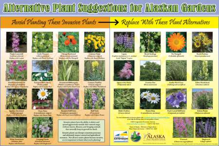 Alternative Plant Suggestions for Alaskan Gardens  © Paul Slichter Bride’s Feathers (Aruncus dioicus)