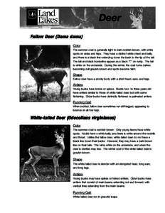 Deer Fallow Deer (Dama dama) Color The summer coat is generally light to dark reddish-brown, with white spots on sides and hips. They have a distinct white chest and belly, and there is a black line extending down the ba