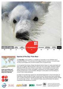 © Andrew E. Derocher  Species of the Day: Polar Bear The Polar Bear, Ursus maritimus, is classified as ‘Vulnerable’ on the IUCN Red List of Threatened Species™. The polar bear is the largest living land carnivore 