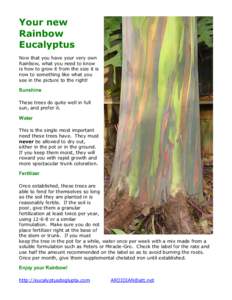 Your new Rainbow Eucalyptus Now that you have your very own Rainbow, what you need to know is how to grow it from the size it is