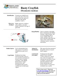 Water / Orconectes / Rusty crayfish / Crayfish / Cambaridae / Phyla / Protostome