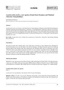 Acanthocobitis pictilis, a new species of loach from Myanmar and Thailand (Teleostei: Nemacheilidae)