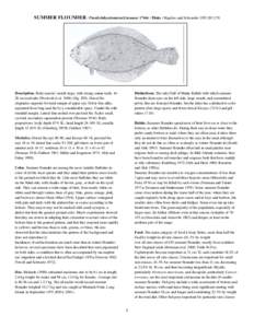 SUMMER FLOUNDER / Paralichthysdentatus(Linnaeus[removed]Fluke / Bigelow and Schroeder 1953:[removed]Description. Body narrow; mouth large, with strong canine teeth, 1628 on eyed side (Woolcott et al[removed]Fig[removed]Do