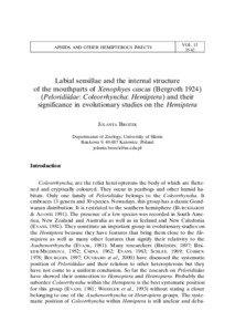 Insect anatomy / Auchenorrhyncha / Insects / Heteroptera / Homoptera / Maxilla / Insect mouthparts / Peloridiidae / Arthropod mouthparts / Phyla / Protostome / Hemiptera