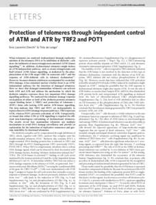 Vol 448 | 30 August 2007 | doi:[removed]nature06065  LETTERS Protection of telomeres through independent control of ATM and ATR by TRF2 and POT1 Eros Lazzerini Denchi1 & Titia de Lange1