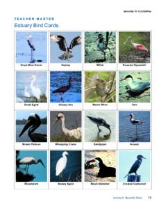 TEACHER MASTER  Estuary Bird Cards Great Blue Heron