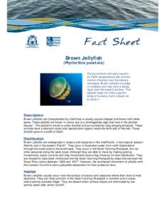 Microsoft Word - 20120329_FCT_Brown Jellyfish.doc
