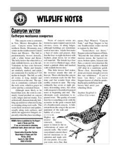 WILDLIFE NOTES Canyon wren Catherpes mexicanus conspersus The canyon wren is common in New Mexico throughout the year. Canyon wrens from the
